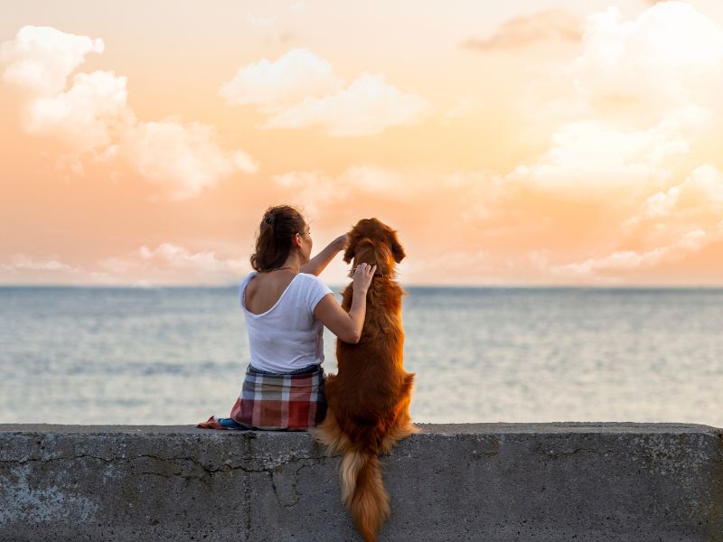 Travelling with your dog: Everything you need to know